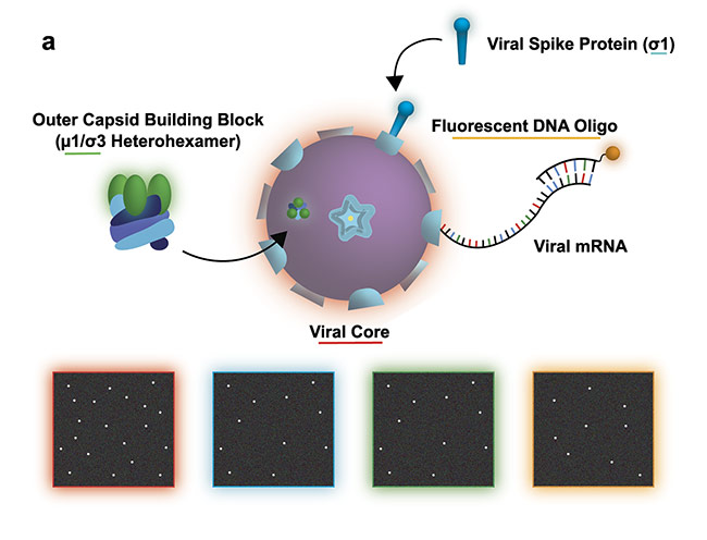 Figure 2a. Study of a reovirus assembly, disassembly, and transcription. The illustration shows the experiment design with the bottom four panels illustrating a possible view of the transcription/assembly for the labeled components: viral core (red), viral spike protein (blue), outer capsid (green), viral messenger RNA (mRNA) (orange). Courtesy of Ivanovic Lab/National Institutes of Health.