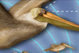 How Birds Navigate
