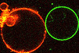 Nanoparticles