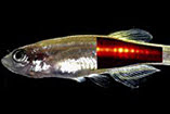 Zebra Fish