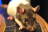 Fiber scope mounts to a rat's head