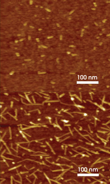 NanoSWNT_AFM_small.jpg