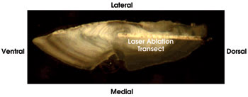 AATrout_Fig1.jpg