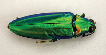 TWbeetle.jpg
