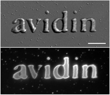 TWLithoAvidinMicrostructure.gif