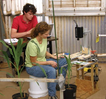 TWPlant_Fig1_Corn.jpg
