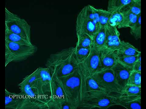 Optolong Fluorescence Filter Set Comparation FITC/DAPI/TexasRed - Optolong Optics Co. Ltd.