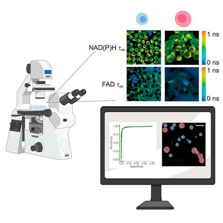 Multiphoton Autofluorescence Imaging of T-Cell Function
