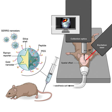Optimization of Surface Enhanced Spatially Offset Raman Spectroscopy for Applications in Pre-Clinical Cancer Imaging