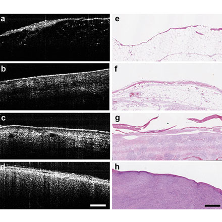 Intraoperative PS-OCT in Cancer Surgery in Dogs and Cats
