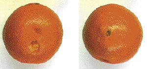 Orange2.jpg
