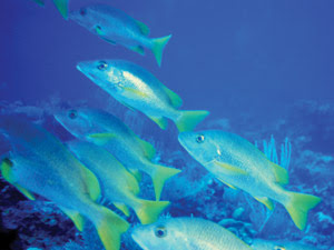 Photonics Monitors the Ocean&rsquo;s Fish