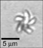 Laser Tweezers Rotate Microscopic Rotors