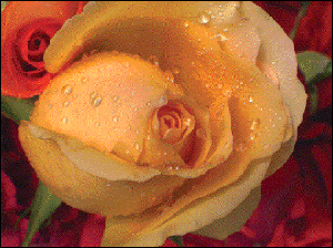 Sensors Support Low-Light Imaging