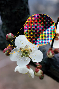 Maximize Color and Contrast in Multimedia Images