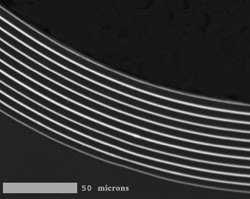 Omni_Fig5_fiberSmall3.jpg