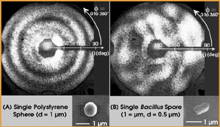 Single Polystyrene Sphere, Single Bacillus Spore