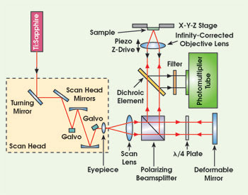 Adaptive Optics Improves Multiphoton Imaging