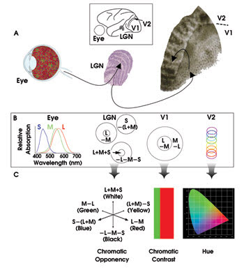 Colorimetry, Anatomical Studies Advance