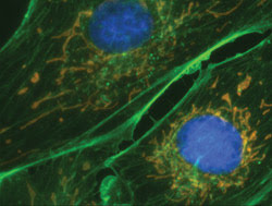 Camera Technologies Advance and Expand