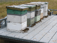 Lidar Spots Bomb-Sniffing Honeybees