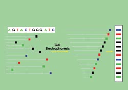 DNAsequencing_Fig1_sangerseq.jpg