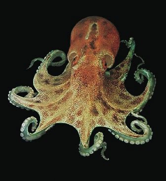 Octopus_1.jpg