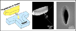 Femtosecond Laser Brings 3-D to Microfluidics