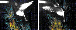 Digital Velocimetry Exposes Hummingbird Fligh