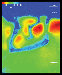 Fluorosensor Reveals Seafloor Habitats