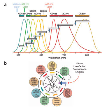 Flow Cytometry Fluorescence Chart