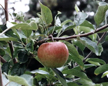 SpectroUpdate4_Apple_Food16.gif