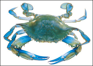 UMarylandblue-crab.jpg