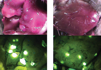 Bio-in-Medicine_Fig-2_Slide4.jpg