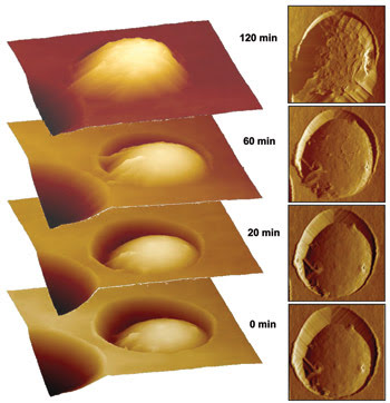 AFM-Feat-_Fig-3_Moldspore-9.jpg