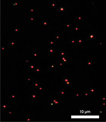 NanoFast–Fig2_sample.jpg