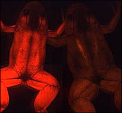 Protein Yields Vivid Images