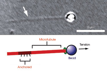 BRBTension_Microtubule.jpg