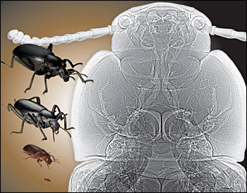 Why Beetles Aren't Giants