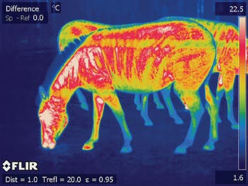 Fig_4_infrared-zebra.jpg