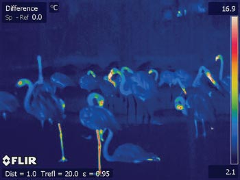 fig_1_infrared-flamingos.jpg