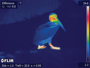 fig_2_infrared-pelican.jpg