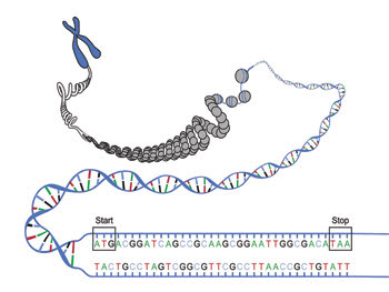 PCR-Feat_Fig-1_BigDNA.jpg