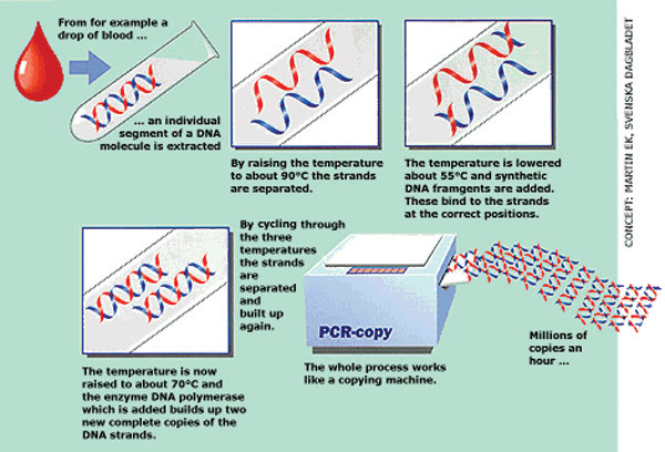 PCR-Feat_Fig-4_pcr.jpg