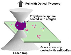 Optical-Tweezers---NIST.jpg