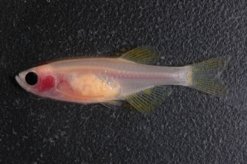 AsWeFish_clear-female-zebrafish.jpg