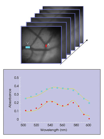Hyperspectral Imaging for the Life Sciences