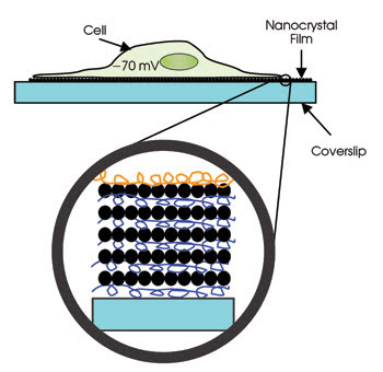 Invitrogen-Feat_Figure-4.jpg