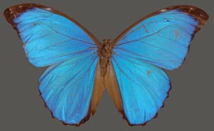 Postscripts_Papilio-menelaus.jpg