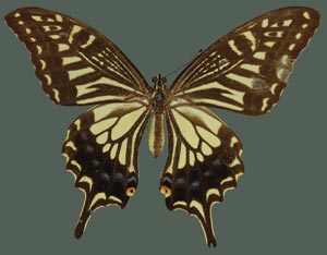 Postscripts_Papilio-xuthus.jpg